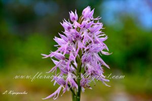 Orchis Italica 2 5 14 2