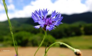 Centaurea Cyanus 10 6 20 7 Min