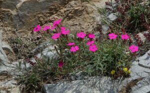 Dianthus Haem Subsp. Haema 5 Min