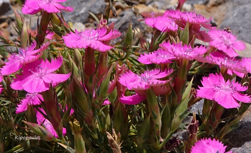 Dianthus Haema 11 Min