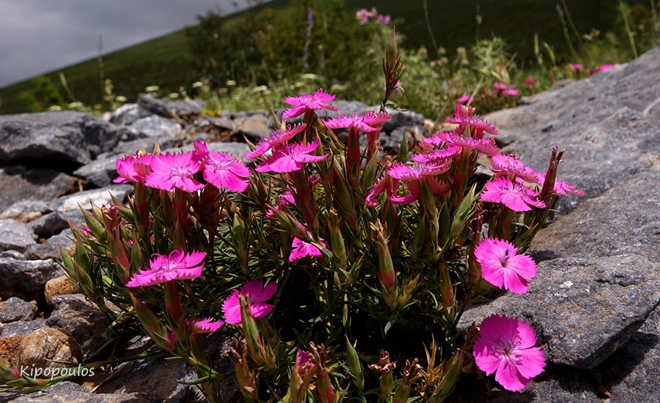 Dianthus Haema 12 Min