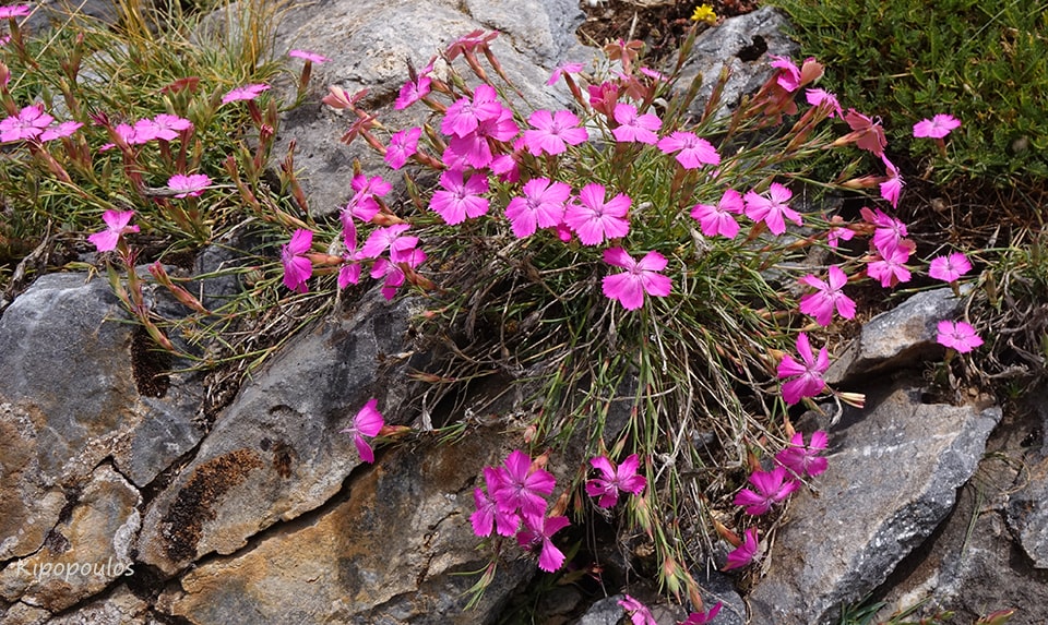 Dianthus Haema 5 Min