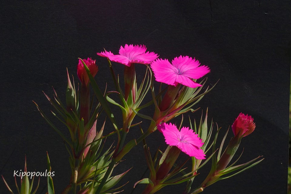 Dianthus Haemat 4 Min