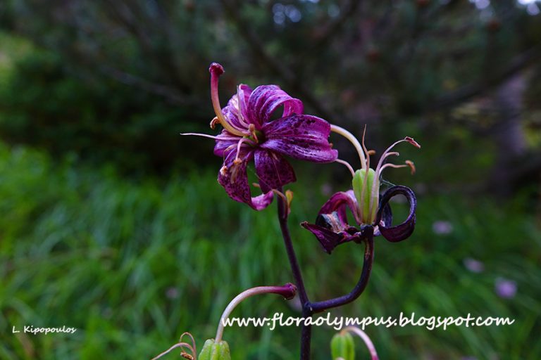 Lilium Martagon 10