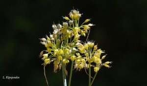 Allium Flavum 1