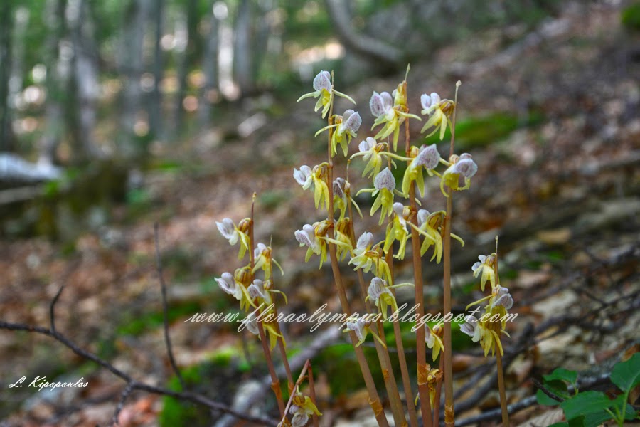 Epipogium Aphyllum 27