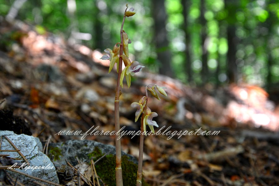 Epipogium Aphyllum 8