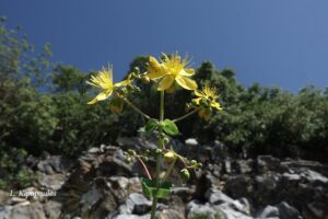 Hypericum Vesiculosum 23 5 20 8 Min 1