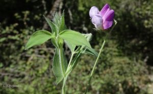 Lathyrus Laxiflorus 6 5 20 8