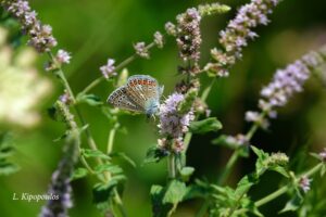 Mentha Longifolia 5 7 20 6 Min