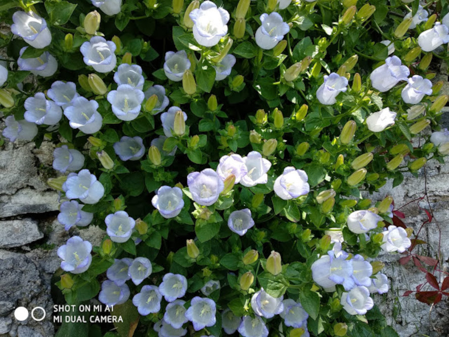 Campanula Incurva 472 N