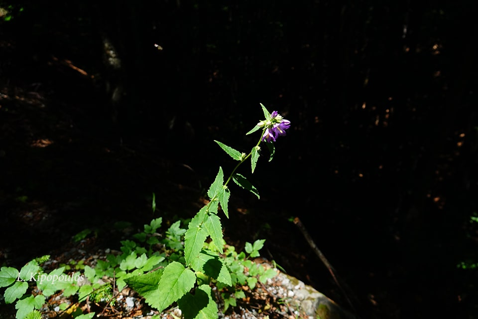 Campanula Trache Lium 10 7 20 11 Min