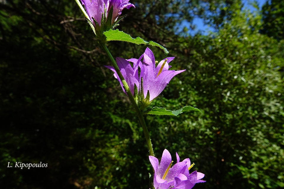 Campanula Trache Lium 10 7 20 6 Min