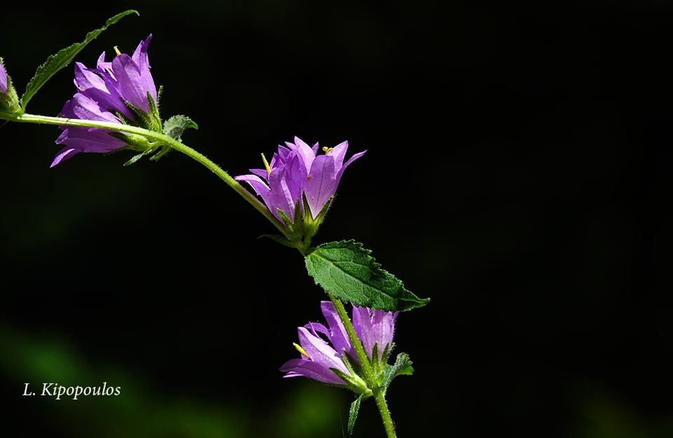 Campanula Trache Lium 10 7 20 7 Min