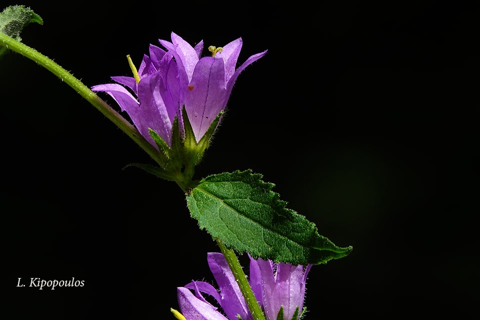 Campanula Trache Lium 10 7 20 9 Min