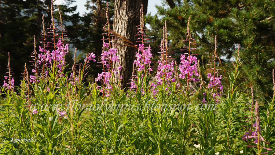 Epilobium Angustifolium 068 7