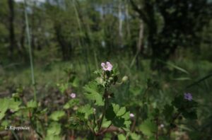 Geranium Rotundifolium 26 4 20 1 Min