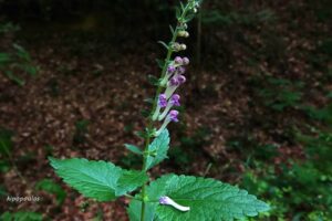 Scutellaria Columnae 16 6 21 1 Min