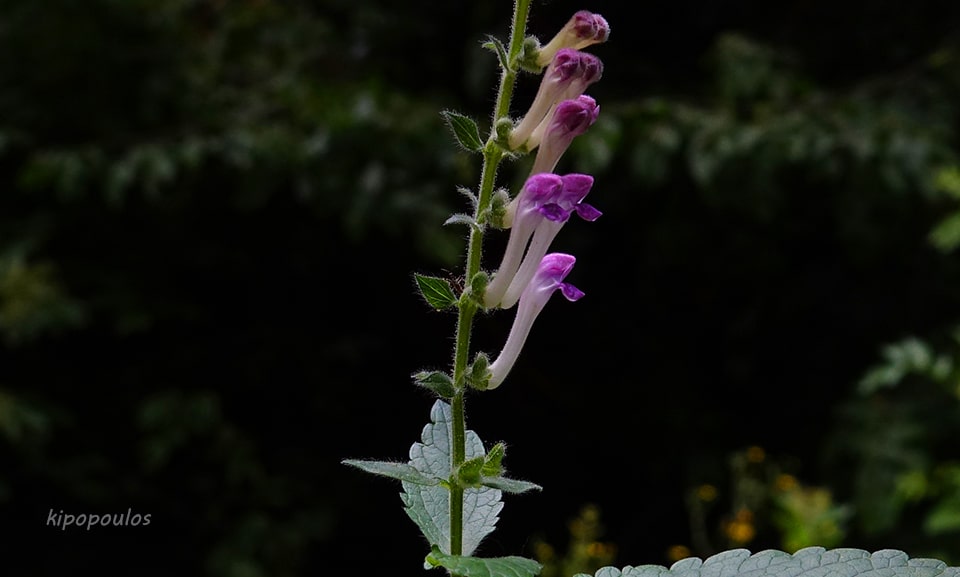 Scutellaria Columnae 16 6 21 4 Min