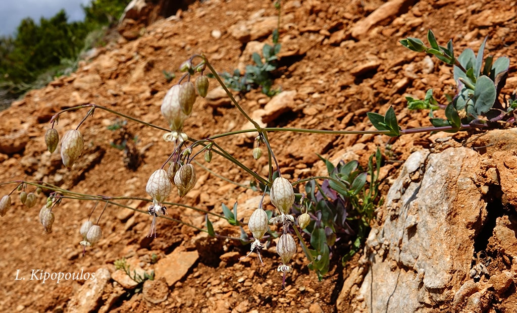 Silene Fabarioides 15 Min