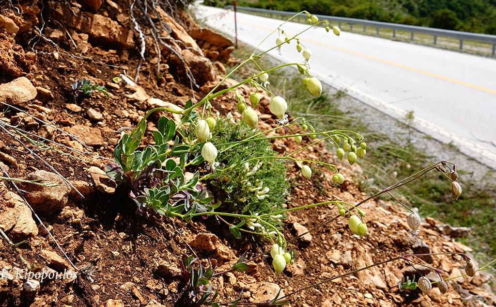 Silene Fabarioides 16 Min