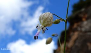 Silene Fabarioides 21 Min