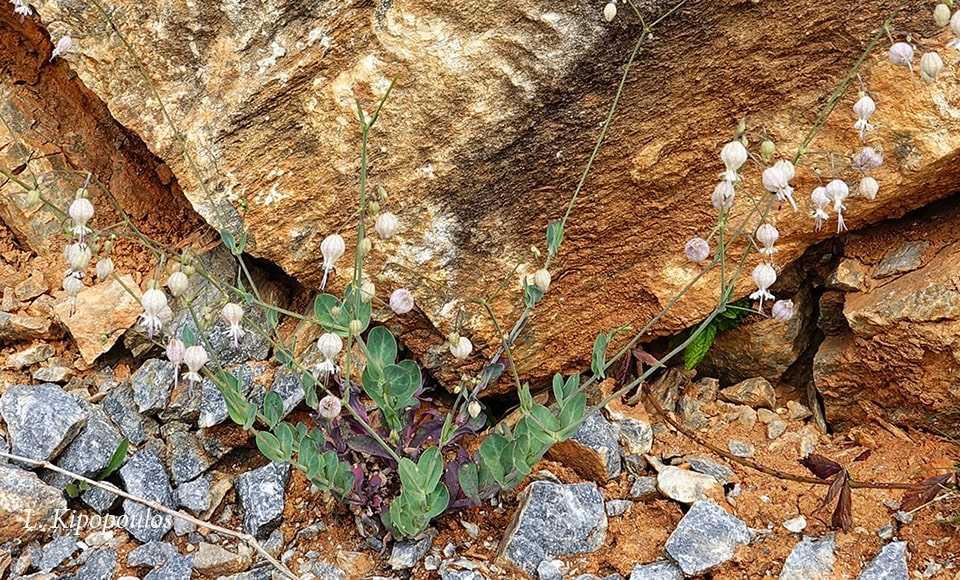 Silene Fabarioides 23 Min