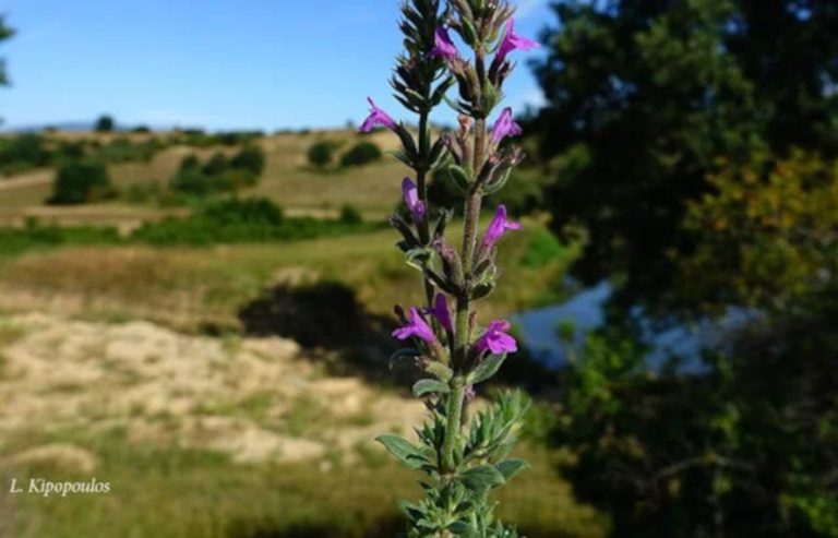 Acinos Suaveolens 11 6 20 2 639X410 1.Jpg