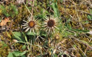 Carlina Vulgaris 9 8 20 2 Min