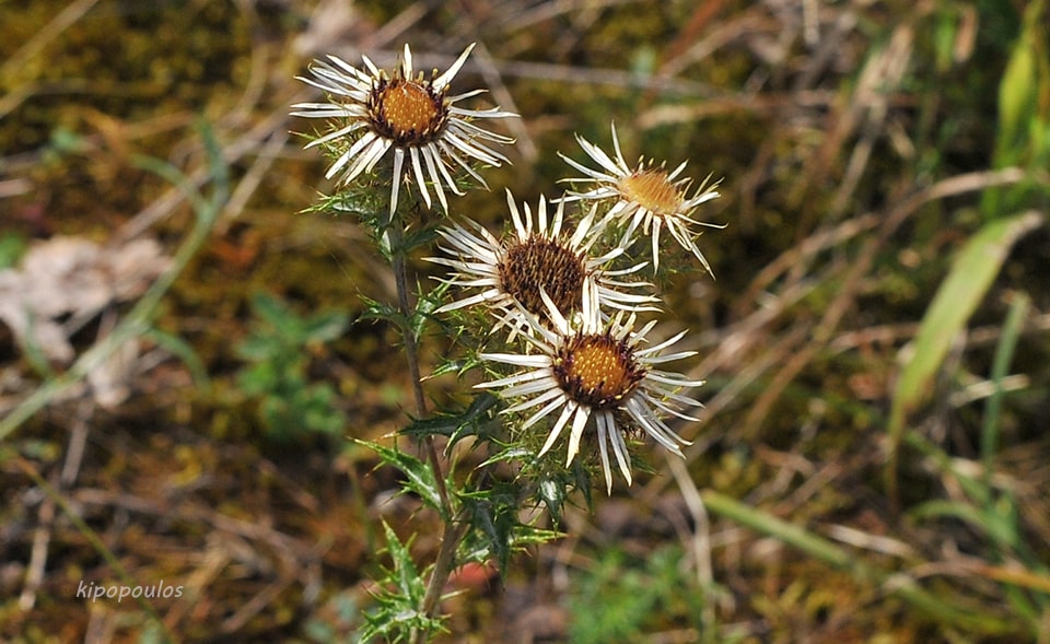 Carlina Vulgaris 9 8 20 4 Min