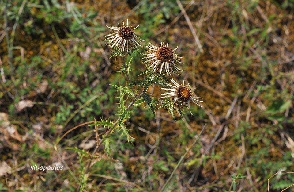 Carlina Vulgaris 9 8 20 5 Min