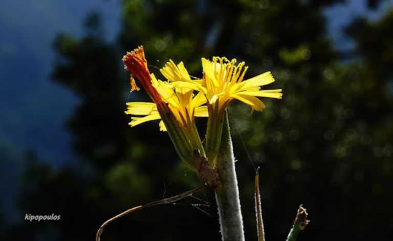 Chondrilla Juncea 20 9 21 8