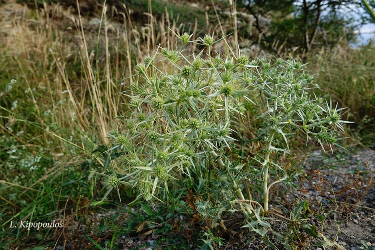 Eryngium Campestre 17 7 20 4