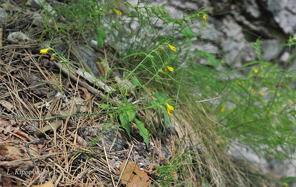 Melampyrum Heracleoticum 30 8 20 11 Min