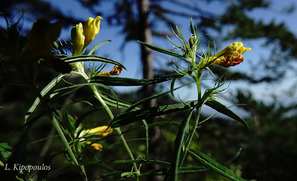 Melampyrum Heracleoticum 30 8 20 17 Min