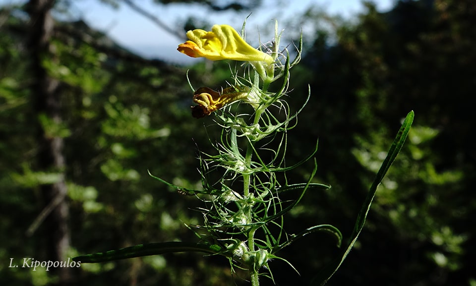 Melampyrum Heracleoticum 30 8 20 22 Min