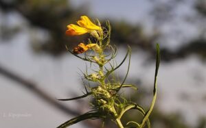 Melampyrum Heracleoticum 30 8 20 8 Min