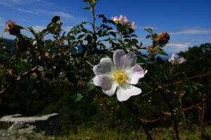 Rosa Canina 11 6 20 2 Min