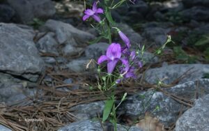 Campanula Rapunculus 159 19 2 Min