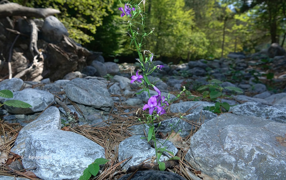 Campanula Rapunculus 159 19 3 Min