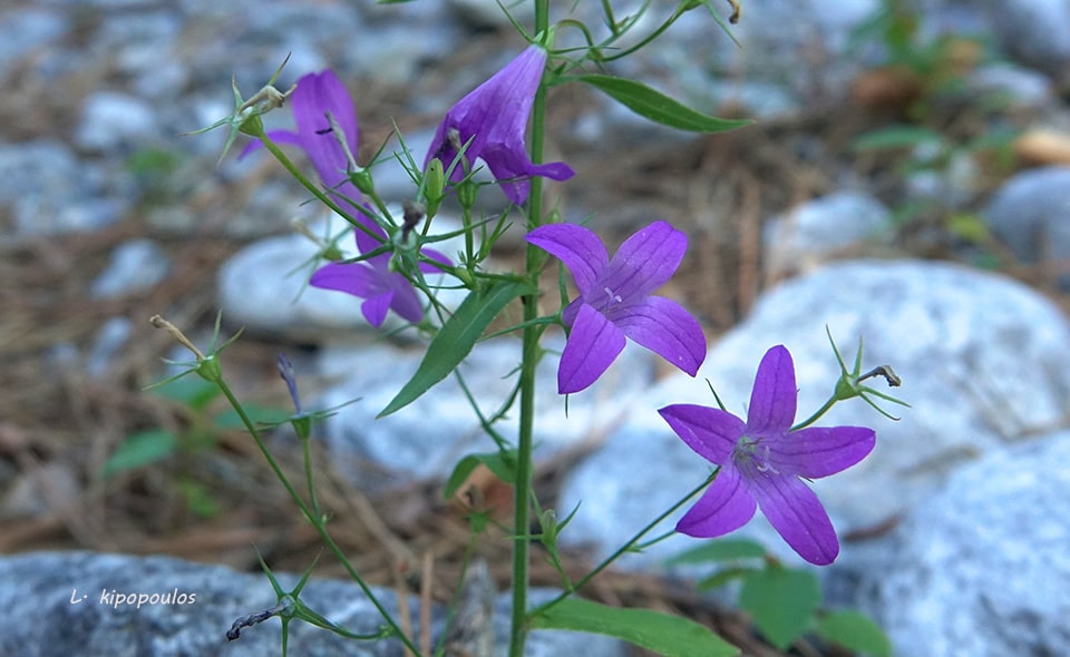 Campanula Rapunculus 159 19 5 Min