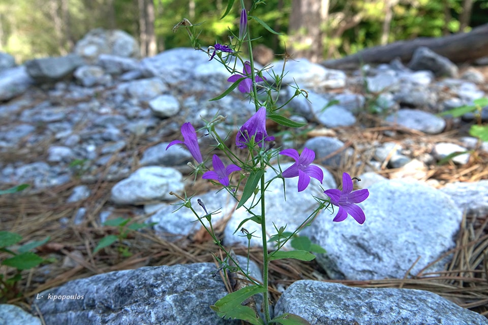 Campanula Rapunculus 159 19 6 Min