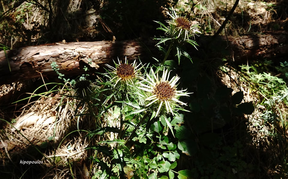 Carlina Vulgaris 30 8 20 1 Min