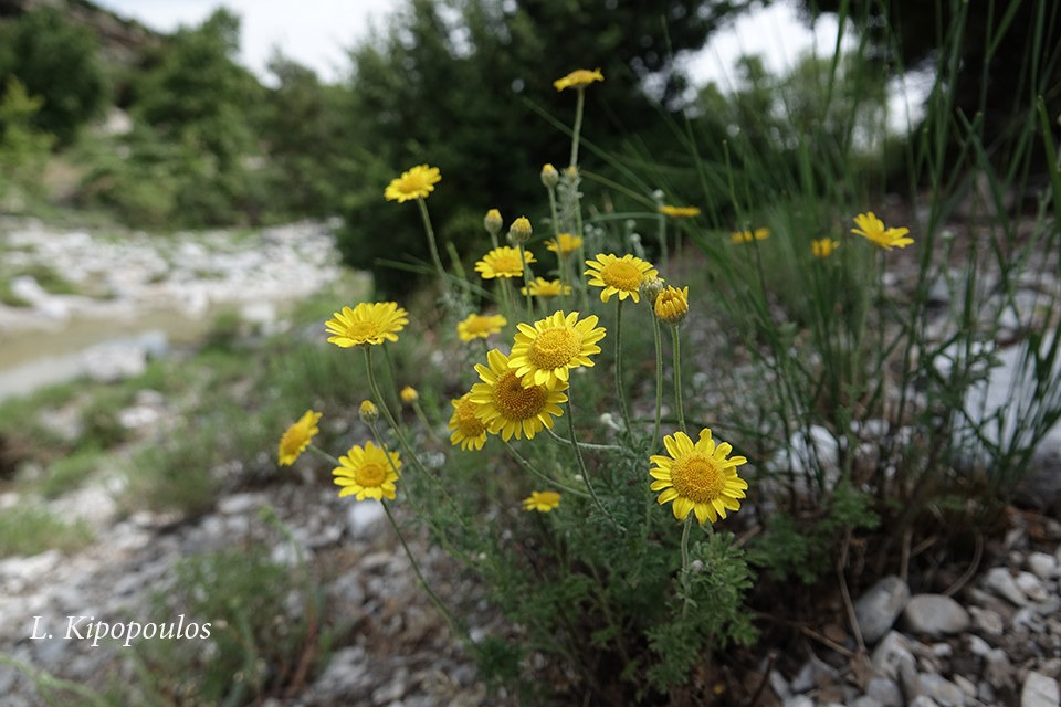 Anthemis Tinctoria 26 5 20 Olympos Vrondous 300 M. 2