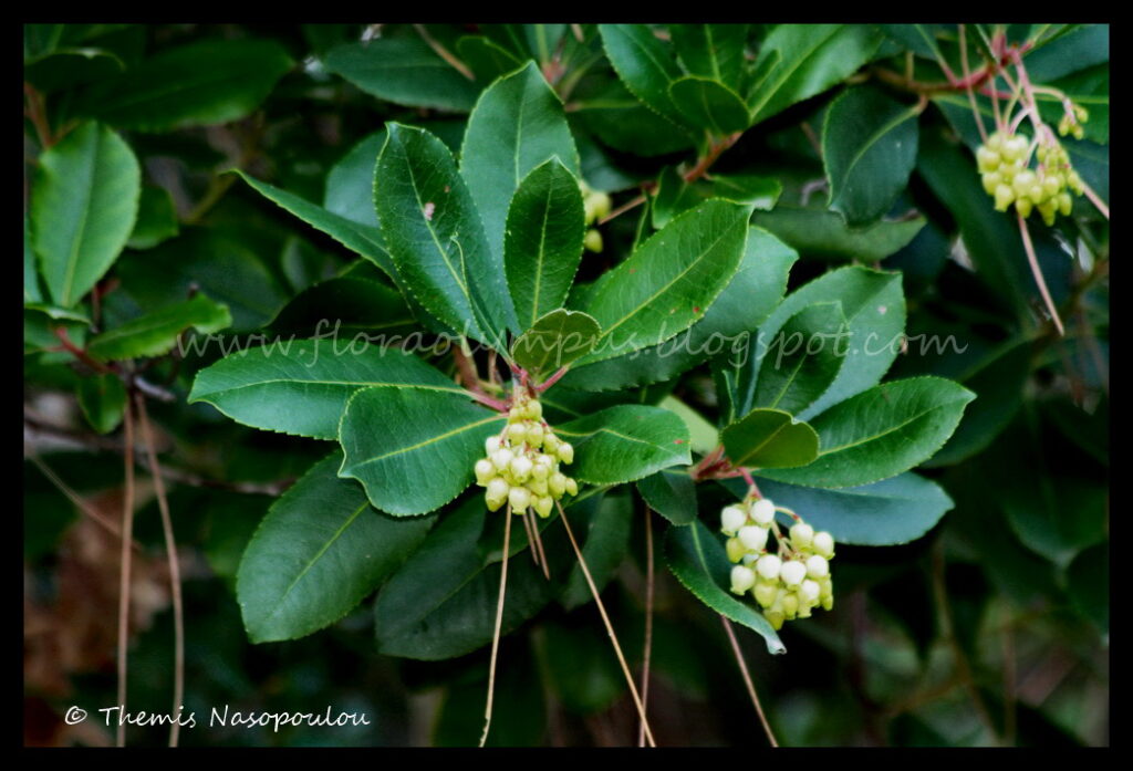 Arbutus Unedo 3 Themis Nasopoulou