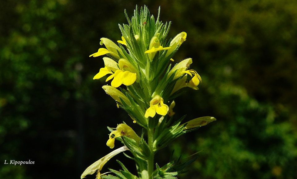 Bellardia Viscosa 5 6 20 14