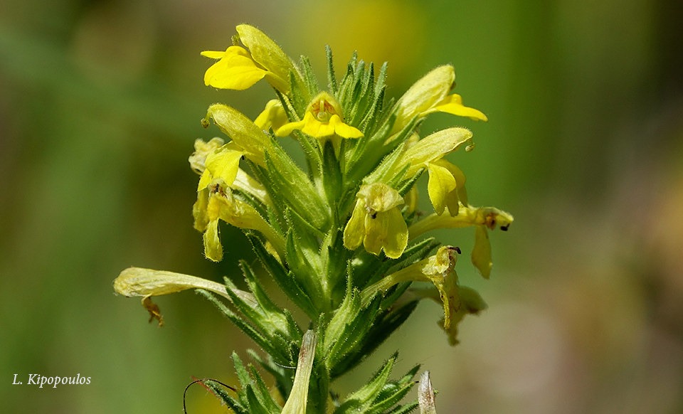 Bellardia Viscosa 5 6 20 3