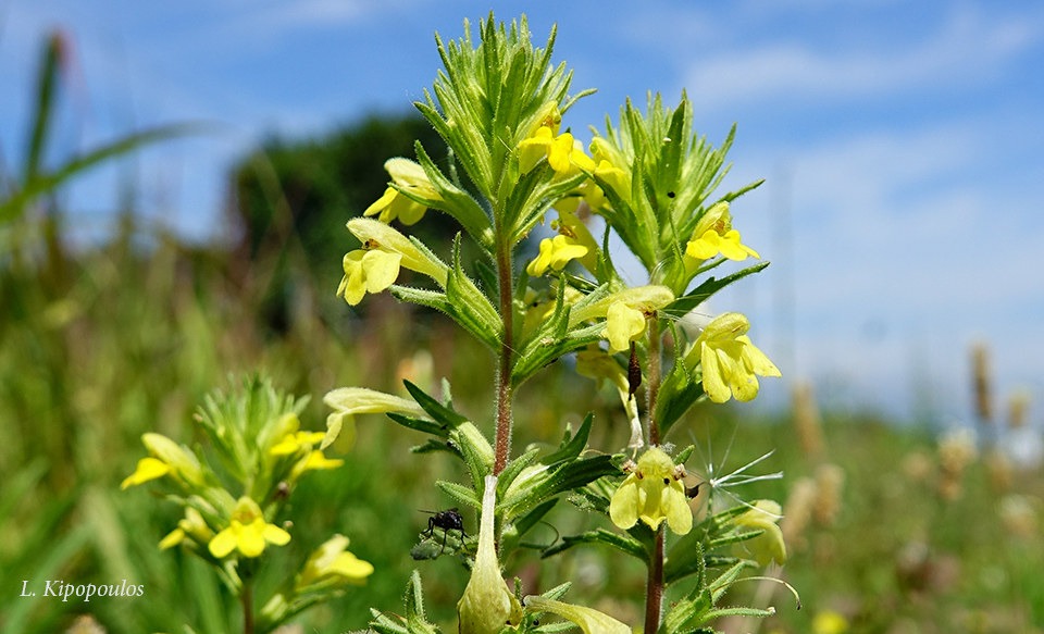 Bellardia Viscosa 5 6 20 6