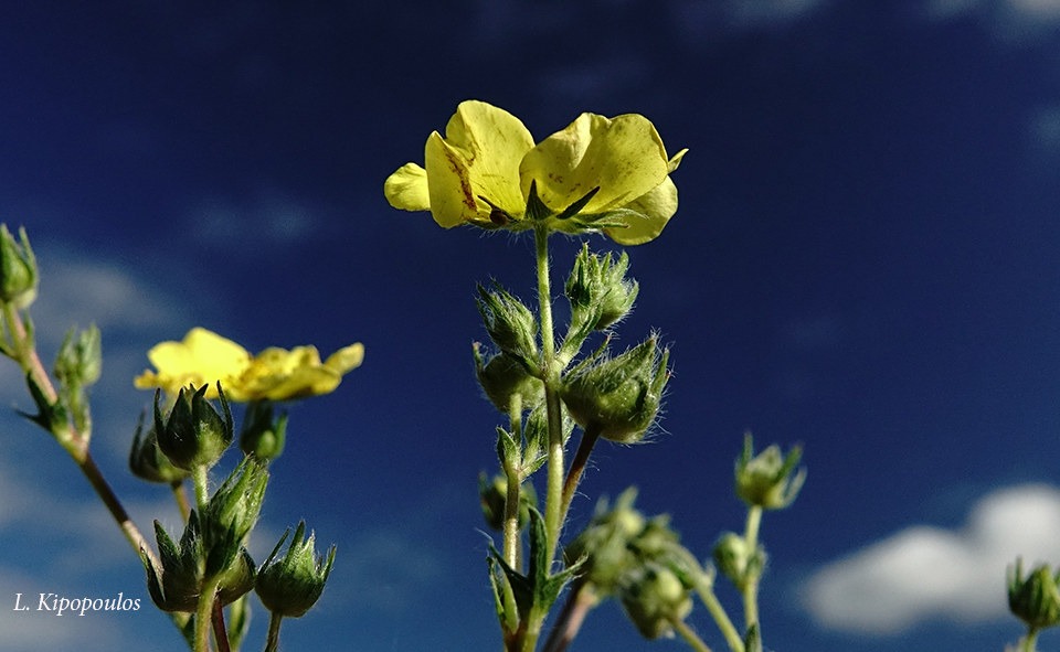 Potentilla Recta 14 10 20 11