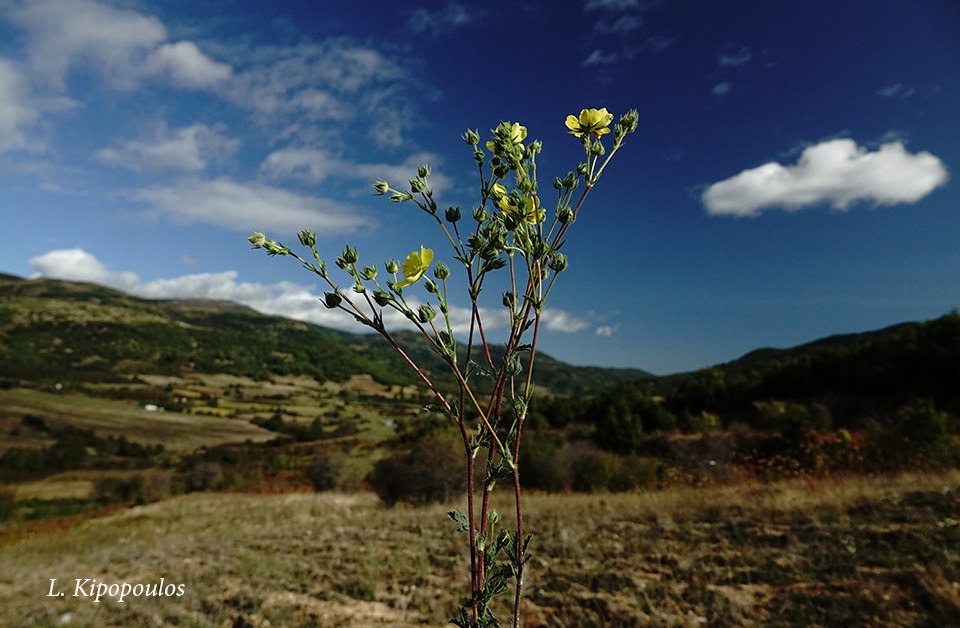 Potentilla Recta 14 10 20 14